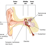 Build a Model of the Ear